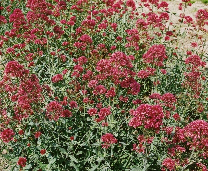 Picture of Valerian - Coccinea